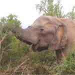 elephant in trees